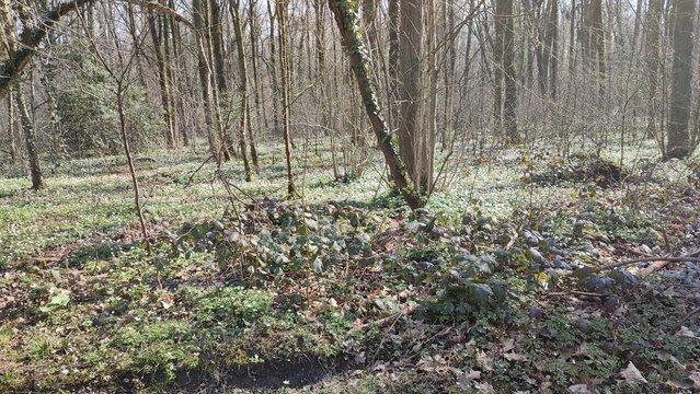 Oberwald Karlsruhe See