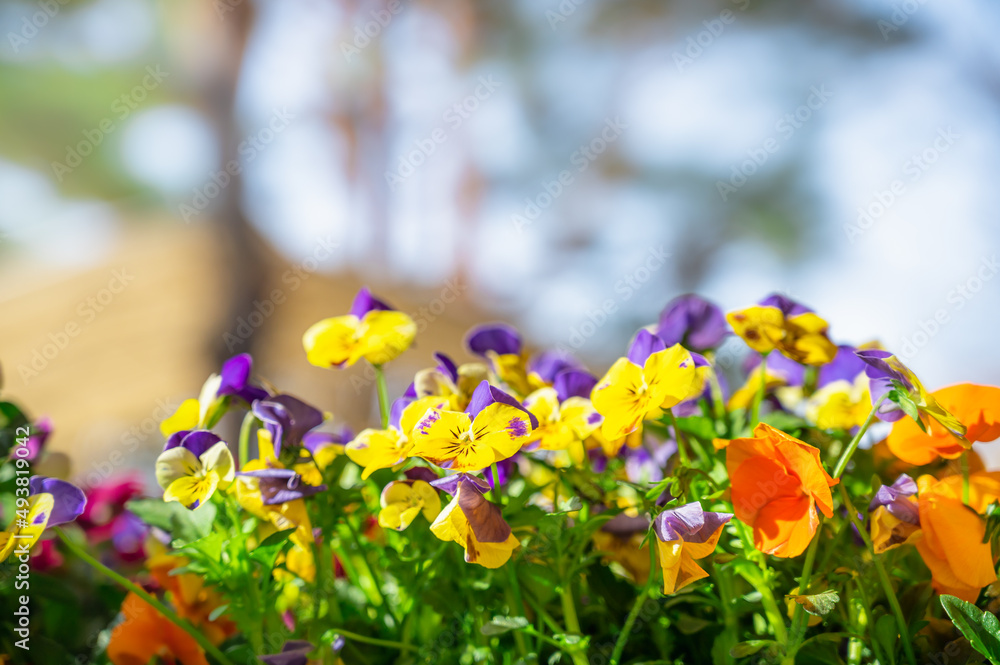 Poster カラフルな花が咲く春の花壇