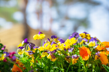 カラフルな花が咲く春の花壇