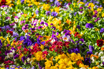 春に咲いたカラフルなパンジー