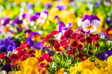 春に咲いたカラフルなパンジー