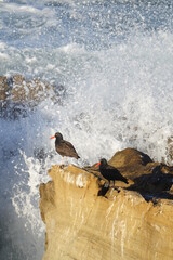 black oystercatchers getting hit with sea spray while perched on the rocks