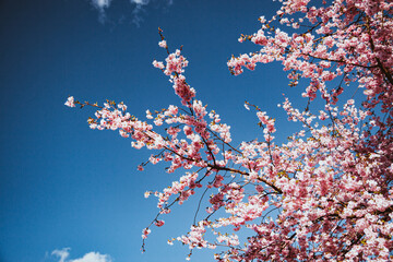 Zweige der blühenden Kirsche vor dem Hintergrund des blauen Himmels, Rosa Sakura-Blumen,...