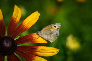 butterfly on flower, close up photography, green background