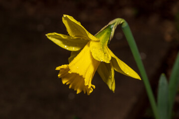 Yellow Daffodil flower isolated on a black background