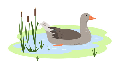 Waterfowl Greylag Goose in pond or lake. Wild migratory Bird goose icon isolated on white background. Vector flat or cartoon illustration for nature or farm design.