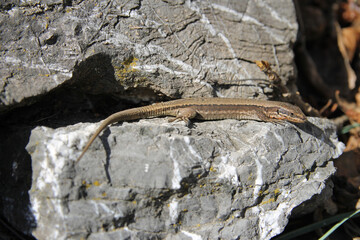 A female adult specimen of common wall lizard (Podarcis muralis) a species of lizard with a large distribution in Europe. A specimen of the Cantabrian range in spring, Spain	