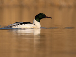 Beautiful nature scene with bird Common merganser (Mergus merganser). Wildlife shot of Common merganser (Mergus merganser) on the pond. Common merganser (Mergus merganser) in the nature habitat.