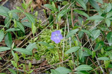 Pervenche de Madagascar ou violette des sorciers dans les bois en France