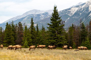 Obraz premium herd of female elk in front of tree line with mountains in background