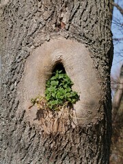 Astloch aus dem Grünpflanzen wachsen