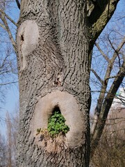 Baum mit Astloch aus dem Grünes wächst