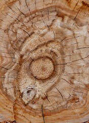 Holzmaerung eines gefällten Baumstamms