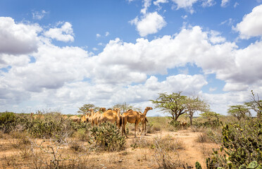 Camels on savannah plains