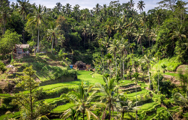 Fototapeta na wymiar Rice terraces, Bali