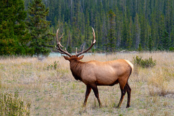 Naklejka na ściany i meble bull elk standing with head turned away in jasper national park
