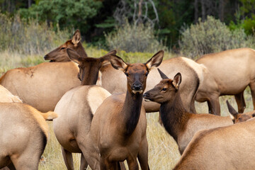 herd of female elk standing around - obrazy, fototapety, plakaty