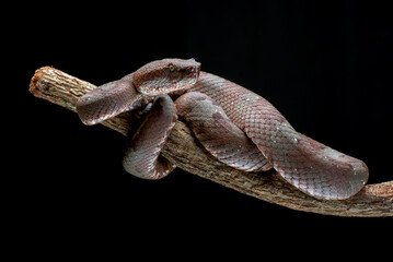 Flat nose pit viper coiled around a tree branch