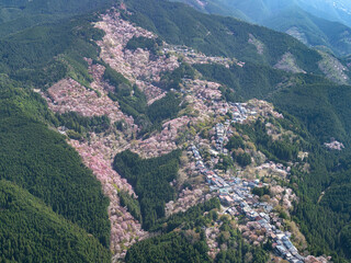 Fototapeta premium 桜の吉野