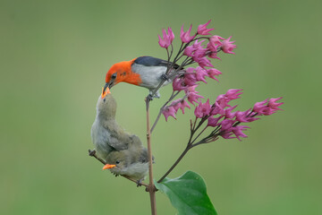 Red-headed birds feeding their chicks
