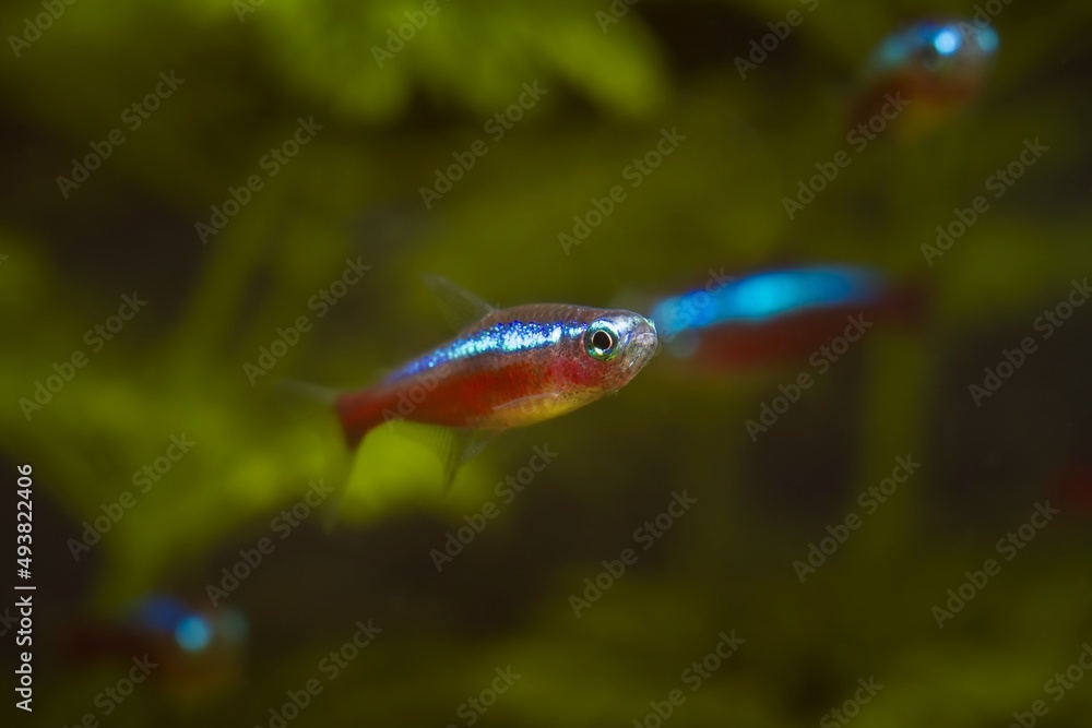 Wall mural neon glow cardinal tetra swim in low light blackwater aquarium, popular and easy to keep ornamental 