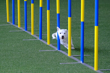 Dog agility in action. The dog is crossing the slalom sticks on synthetic grass track.
