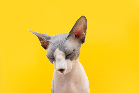 Sad or stressed sphynx cat. Isolated on yellow background