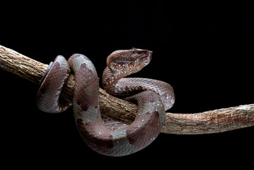 Flat nose pit viper coiled around a tree branch