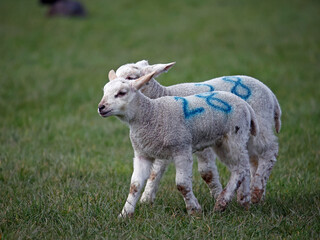 Obraz premium New born lambs down on the farm