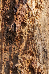 bark of a tree
