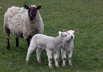Obraz premium New born lambs down on the farm