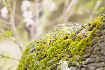 Close-up of moss covered tree trunk. Madrid, MD, Spain