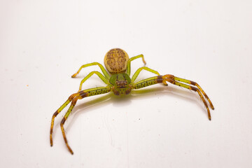 spider isolated on white background