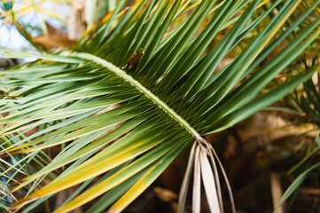 The palm leaf began to turn yellow with age. Photo with shallow depth of field
