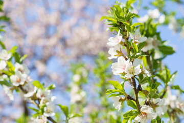 Macro photo of a almond blossoms in Madrid, MD, Spain