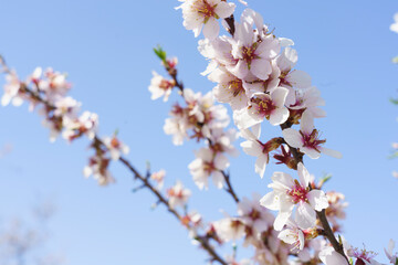 Macro photo of a almond blossoms in Madrid, MD, Spain