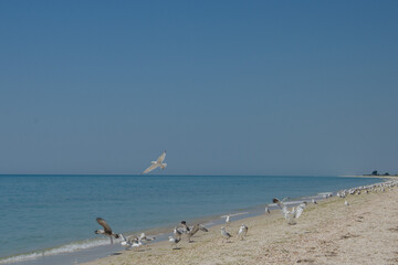 seagulls on the seaside