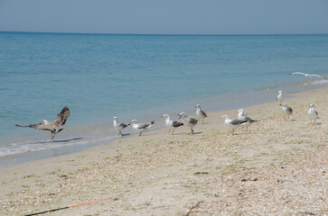 Fototapeta premium seagulls on the seaside