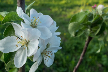 Landscape with blooming apple flowers on the left. White apple flowers for publication, design, poster, calendar, post, screensaver, wallpaper, postcard, card, banner, cover, website