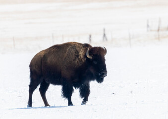 American Bison in the Snow