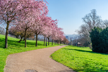 Cherry blossoms in Alexandra Park, London, UK