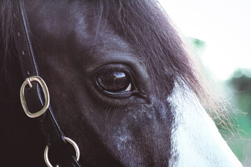 Auge eines Pferdes im Detail