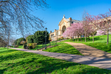 Fototapeta na wymiar Cherry blossoms in Alexandra Park, London, UK