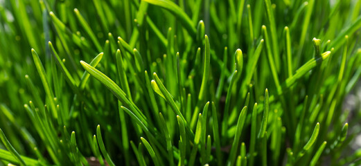 Fototapeta na wymiar Green grass soft focus. Green background