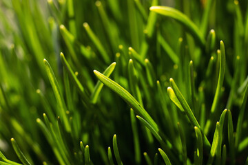 Green grass with soft focus. Spring background