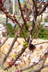 Pretty vanessa atalanta butterfly perching on the apricot flower in a garden