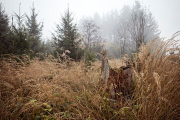 Junger Nadelwald und hochgewachsenes Gras in alpiner Landschaft an einem nebeligen Tag 