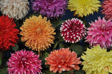 Dahlias