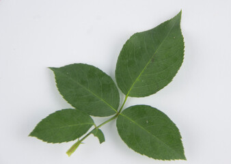 Fototapeta premium green leaves on white background