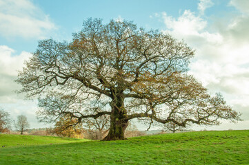 Fototapeta premium Old oak tree in a meadow.